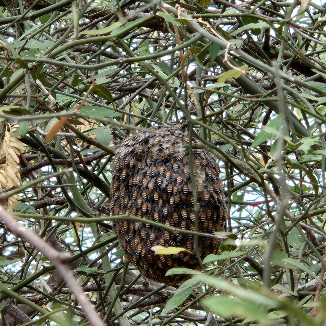 Kombu Honey - Best Suited for Kids - Wild Tiny Bee